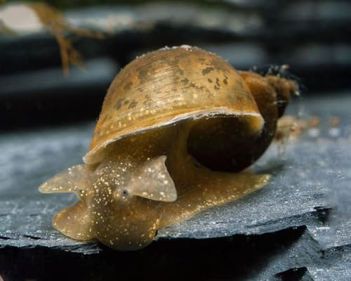NatureHolic Yoda Schnecke Radix balthica 5 Stück - Schlammschnecke für Aquarium und Teich - effektive Algenfresser Schnecke - auch für Garnelenbecken geeignet