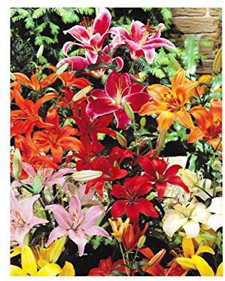 GARTHWAITE NURSERIES® : - 6 Mixed Oriental Lily Bulbs Trumpet-Shaped Highly Fragrant Garden Perennial