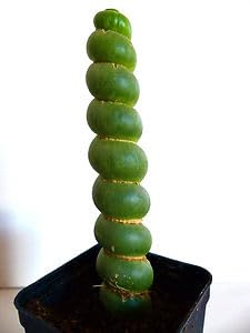Vivaio Garden Forest Eulychnia castanea spiralis Cactus Spirale