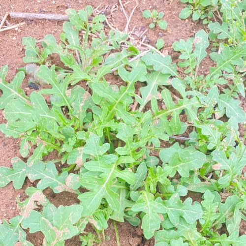 semi di rucola perenne resistente - appartamento esotiche balcone in vaso all'esterno rare 150pcs
