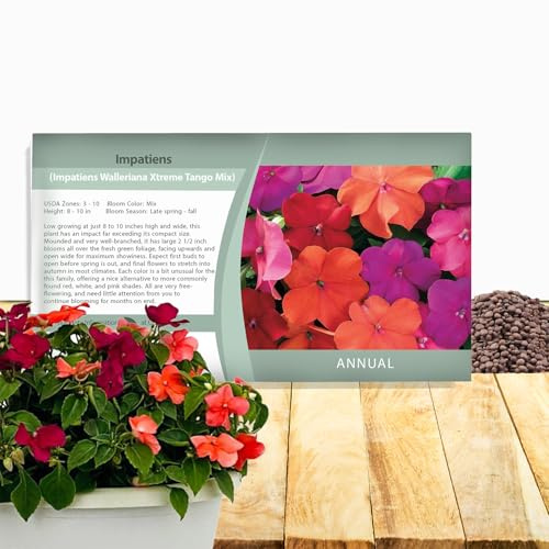 Outsidepride Xtreme Tango Mix Impatiens Flower Seeds - 100 Pcs Annual, Compact & Pollinator Friendly, Impatiens Seeds for Planting w/Vibrant, Abundant Blooms for Shade Gardens & Container Displays
