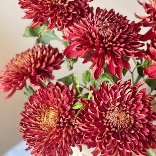 Semi di crisantemo, semi di Le da giardino sono regali da giardino per le donne 100pcs