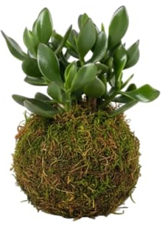 DECOALIVE | Planta Jade Natural en Kokedama
