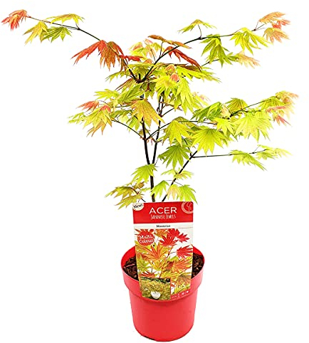 Bloomique - Acer Shirasawanum Moonrise - Acero Giapponese - Pianta da Giardino - Resistente al Freddo - Alta 50-70 cm - Vaso 19 cm