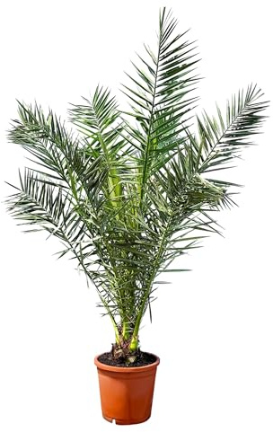 Phöenix Canariensis – Palmera datilera canaria 160 cm para interior y exterior – Resistente al invierno y fácil de limpiar