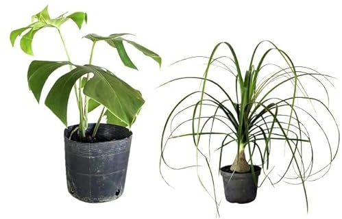 Monstera Deliciosa & Beaucarnea Recurvata | Pack 2 Plantas | DECOALIVE | Plantas de Interior | Pata de Elefante y Costilla de Adán