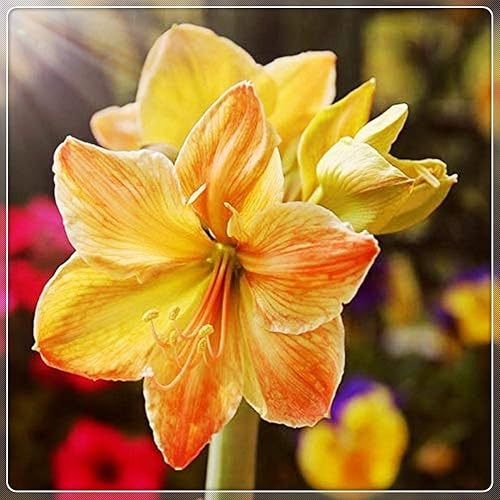 MehrjäHrig Winterharte Frühblüher, KrӓFtiger Stamm, Bepflanzung des Hausgartens, Mehrfarbig Ertragreicherg Amaryllis, Eleganter Duft,-2 Amaryllis-A