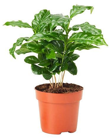 Planta del Café Coffea Arabica Cafeto Planta Verde de Interior Planta Natural