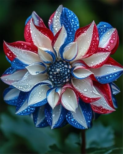 Ideale Dahlien, Schattentolerante Premium, Lange BlüTezeit, Gartendekoration, Seltene Funkien, üBerraschend Wachsend, -2 Dahlien-I