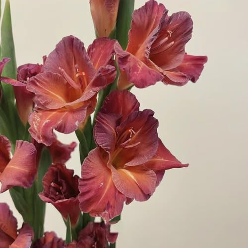 25bulbi di gladioli tappezzante resistente giardino primaverili regalare