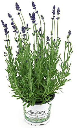 Planta de lavanda Hidcote Blue en maceta de 12 cm, Lavendula Angustifolia, resistente al invierno