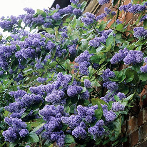 Ceanothus 'Trewithen Blue' Lilas de Californie à feuilles persistantes | Pot de 9 cm