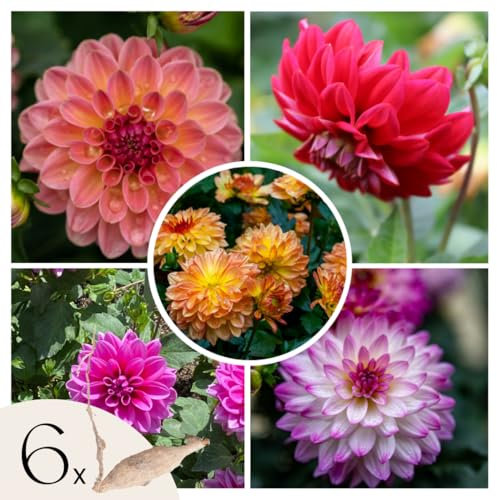 Plant in a Box - Dahlia Pacific Bulb Mix - Set de 6 - Bulbos de dalia - Colorida mezcla de diferentes y llamativas flores de dalia