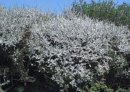 5 wurzelnackte Prugnolo Piante 40/60 cm