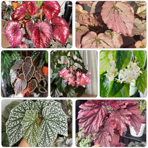 begonien heilkräuter gartenpflanzen pflanzendeko pflanzensamen kräutergarten wildkräuter kräutersamen büropflanzen winterharte stauden mehrjährig topfpflanzen draußen winterhart 500samen