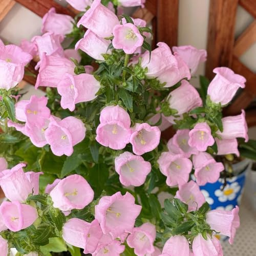 semi di campanula - giardino resistenti biologici, balcone, decorative 200pcs