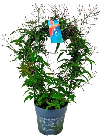Jasminum Polyanthum Natural Planta de Exterior con Encanto Floral y Aromático
