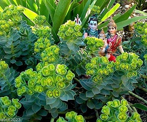 10 Euphorbia myrsinites (Myrtle Spurge Seeds) Atractiva suculenta de bajo crecimiento