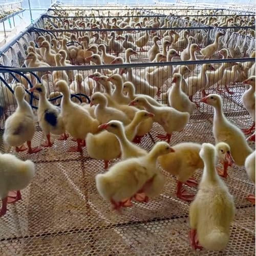 JvFbjLF Clôture de poulailler Clôture de Jardin en Plastique Blanc Robuste Barrière for Animaux for Lapins Chèvres Cerfs Grande clôture de poulailler(0.3x5m/0.98x16.4ft)