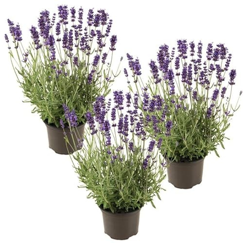 Trio de Plantas de Lavanda - Plantas Premium DECOALIVE - Hierbas Naturales para Huerto Urbano - Plantas Aromáticas