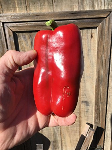 Portal Cool 10+ grandes graines de poivron rouge fraîches