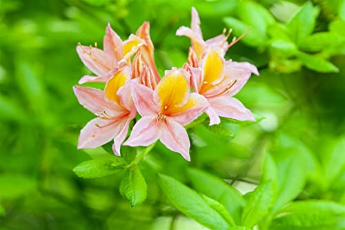 Gelbe Azalee Rhododendron luteum Josephine Klinger 40-50 cm winterhart | Duftende Blueten, halbschattiger Standort, pflegeleicht, ideal fuer Beet und Kuebel, bienenfreundlich, sommergruen