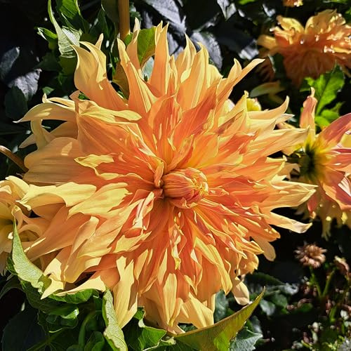 Dahlienknolle : Dahlia - Riesenschmuckdahlie  Big Bro  1 Knolle/Rhizom