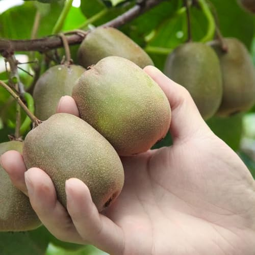 Semi di bacche di kiwi, rustiche per balconi di bacche, Gli da nani sono resistenti da balcone le sono resistenti 300pcs