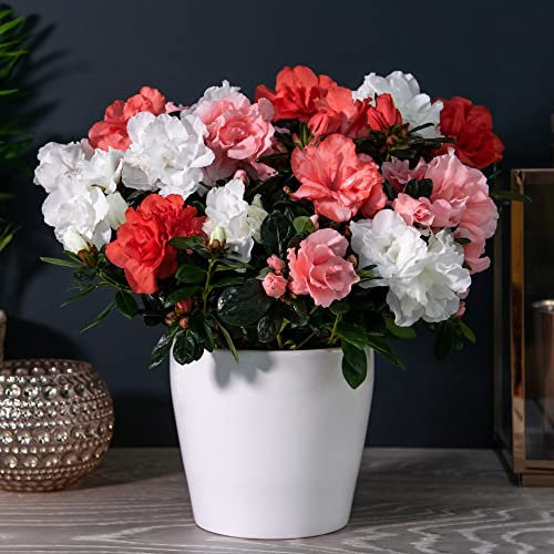Azalea Pink & White Bi-Colour Indoor Plant – 1 x 12 cm Gift-Wrapped Zinc Pot, Long-Flowering Houseplant – Easy Care Gift Plant – Thompson & Morgan