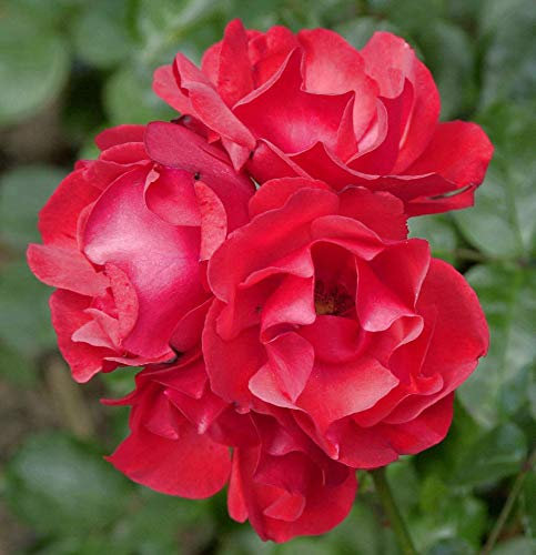 Strauchrose Paprika 30-60cm - lebende Gartenpflanze aus den Baumschulen