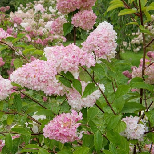 60 piezas semillas de hortensia panoja - semillas de prado hortensia, pequeño para mujeres, silvestres del jardin balcon