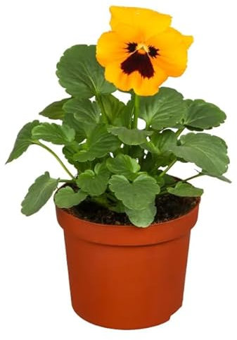 Pensamientos Planta Natural Perfecta para Decorar tu Hogar