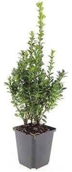 Buchsbaum - Heckenpflanze - Buxus sempervirens - 9cm Topf - Set für 6 Pflanzen