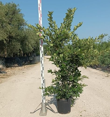 Pianta Ligustro Texano