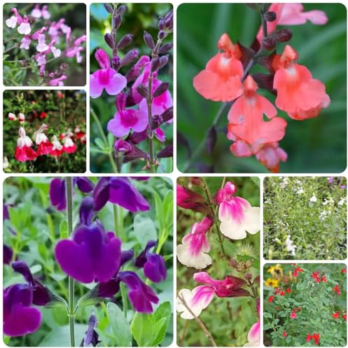 semi di salvia da appartamento che purificano l'aria saggio semi di come bomboniera tappezzante e resistente da appartamento giardino 350semi