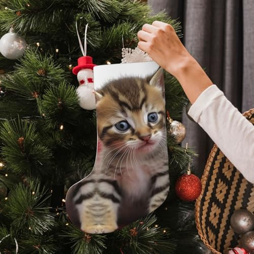 AdaNti Weicher Weihnachtsstrumpf, lustiges Kätzchen, Katzen, Druck, Weihnachtsbaum-Dekor-Strümpfe, personalisierte Weihnachtsstrümpfe für Familie, Weihnachten, Urlaub, Saison, Dekoration, Kamin,