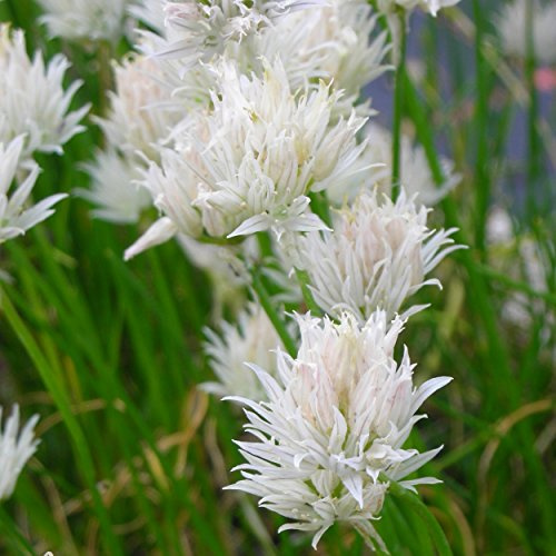 Blumixx Stauden Allium schoenoprasum 'Corsican White' – Weißer Schnittlauch, weiß blühend, winterharte Kräuterpflanze, für Beet & Kräutergarten