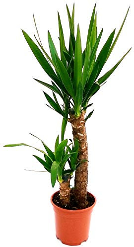 POWERS TO FLOWERS - YUCCA 2 TRONCHI, Tronchetto della felicità, pianta vera