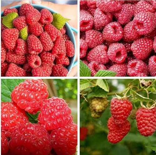 Be-Creative Giant Red Raspberry Seeds, Finest Raspberry Seeds Garden Fruit Plant - Juicy and Delicious Raspberry Seeds (10)