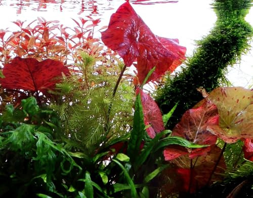 AquaOne Aquarium Pflanze Nymphaea lotus Hintergrund Aquarienpflanzen | Wasserpflanze Aquariumpflanze, Hintergrundpflanze voll durchwurzelt