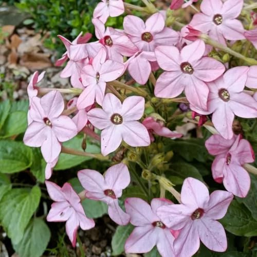 semi di tabacco - giardino, resistenti alla copertura del terreno aiuola, perenni, selvatici 50pcs