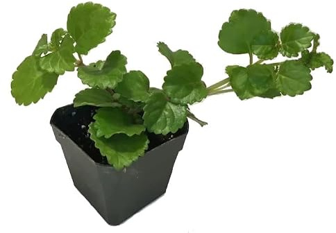 Planta del Dinero Plectranthus Planta Natural de Interior y Exterior
