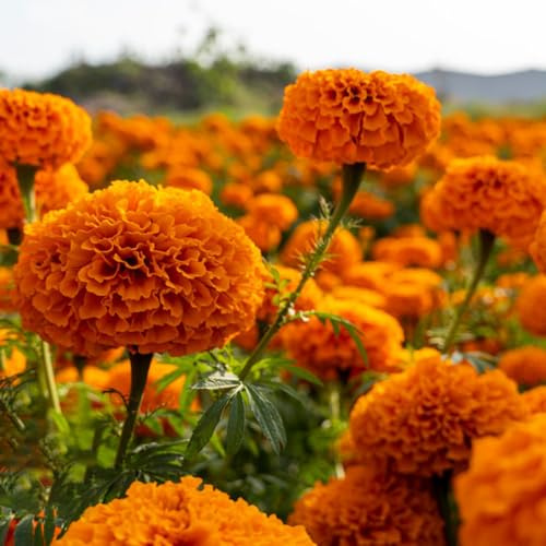 tagetes blumengarten blumendeko ringelblumen blumensaat schmetterlingsflieder balkonpflanzen frühling dachbegrünung blumenwiesensaat frühlingsblumen blumenstauden winterhart 100samen