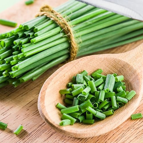 PlantiCo Oignon Marjolina 1g graines Oignon poireau Oignon de printemps Graines de légumes robustes Graines de culture Semences de serre Jardin Potager