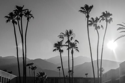 Pizarra en blanco y negro palmeras – Palm Springs – Made in France – Cuadro de cristal acrílico 80 x 50