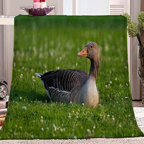 3D Kuscheldecke 200x200 Gans Warme Decke Nutztiere Flanell Fleecedecke Grünes Gras Flauschig Weich Wohndecke für Sofadecke Couchdecke Sofaüberwurf Bettüberwurf