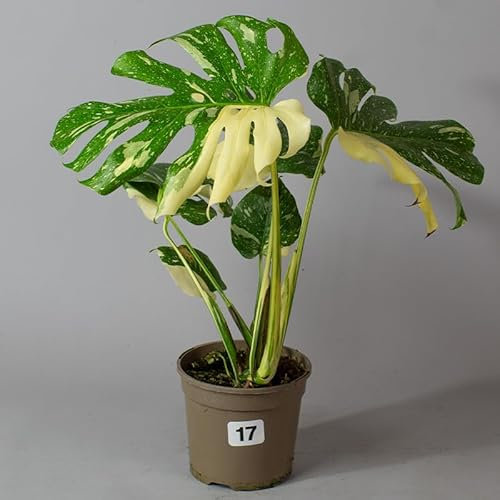 Monstera Thai Constellation | Variegated Cheese Plant | Rare Houseplant | 15cm Pot