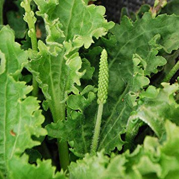 - Plantago Major 'Frills' Seeds : Seeds Only