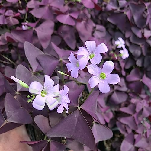Pflegeleicht, Mehrjährig Große, Hoher Zierwert, (Stauden/Staude/), BlüHend, Lange BlüTezeit, Winterhart/,-15 Oxalis-B