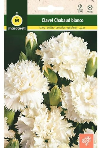 Mascarell Semillas, CLAVEL CHABAUD BLANCO, Semillas Flores Exterior para Decoración, 0,4 Gramos